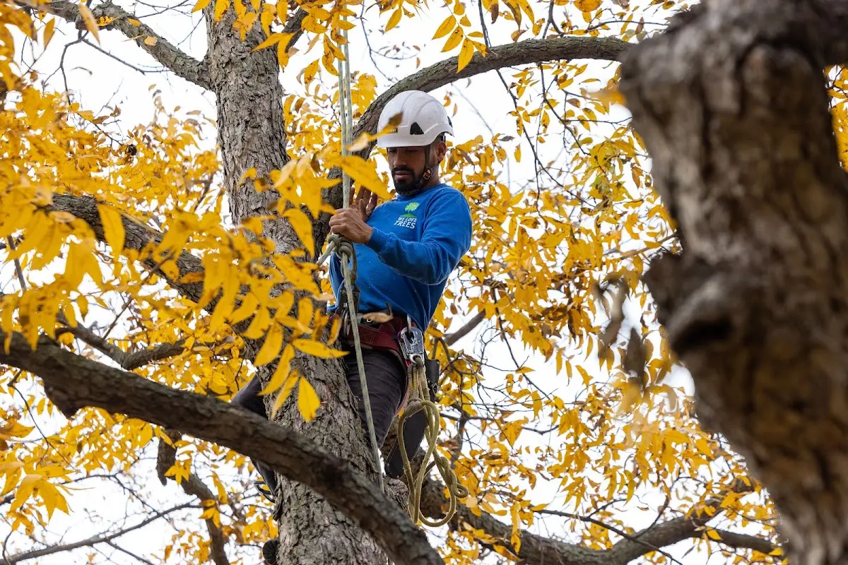 Skilled Tree Pruning crew working in Washburn