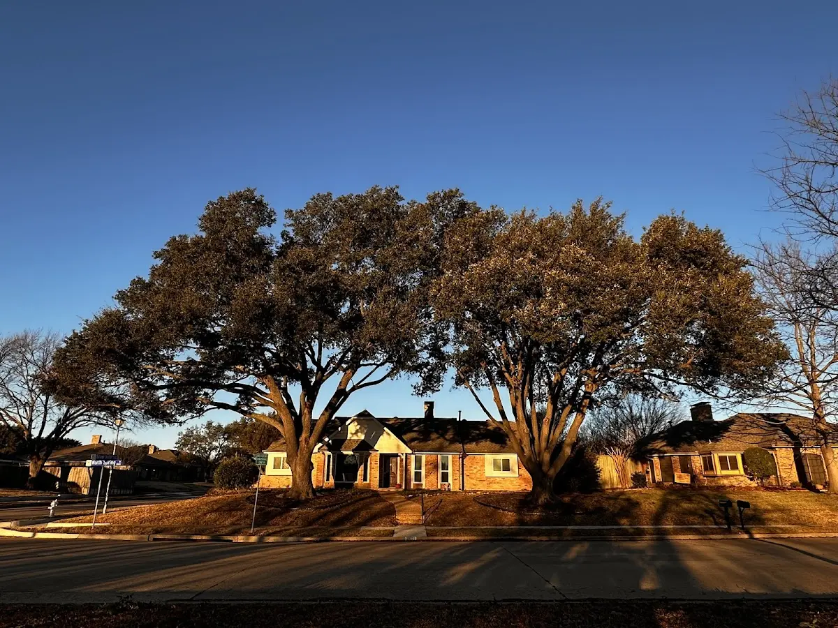 Established residential canopy tree shading a home in Washburn